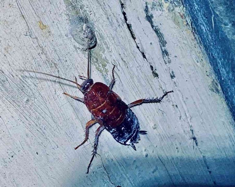 Infestation de blattes orientales dans un logement - SUD OUEST PEST CONTROL