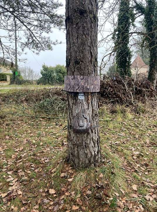 Pose d'un eco-piège sur un tronc d'arbre dans le cadre de la lutte contre les chenilles processionnaires - SUD OUEST PEST CONTROL