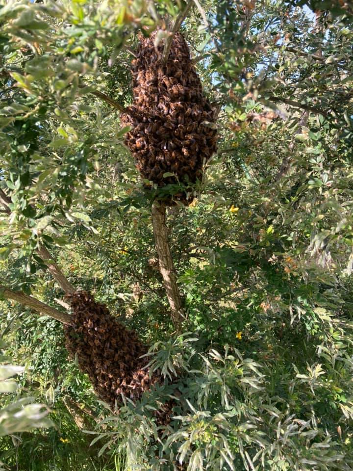 Essaim d'abeilles - récupération par Nicolas apiculteur - vente directe Le Rucher du Céou (Concorès 46)